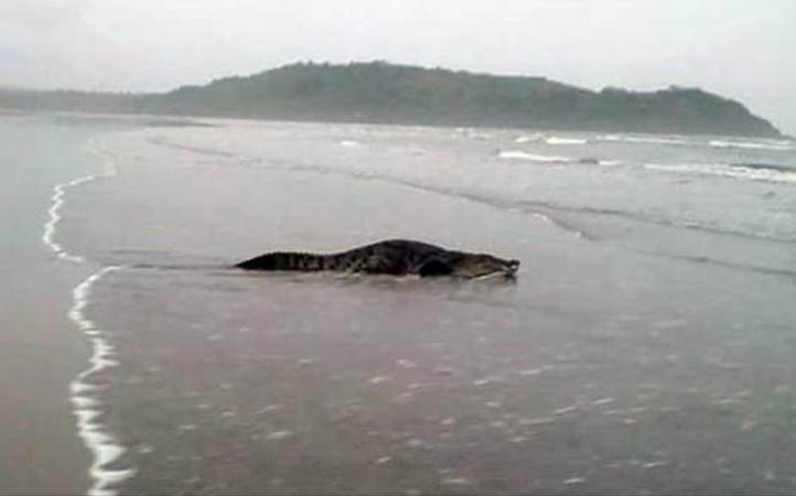 Croc Found in Goa A Few Days After Morjim Incident.