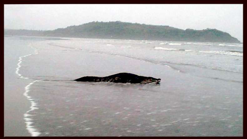 Crocodile Found in Goa A Few Days After Morjim Incident.